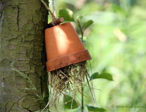De oorworm als helper in je tuin