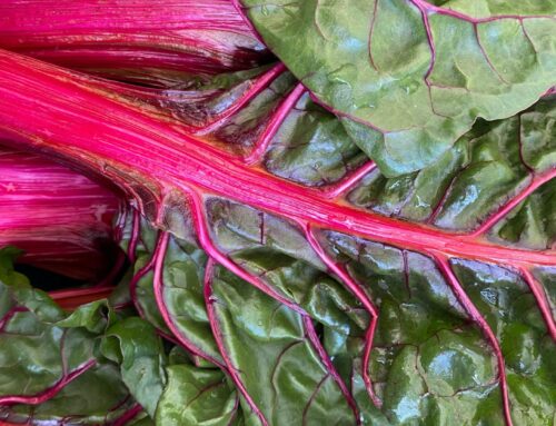 Portret van een groente – Snijbiet (Tuineigenaardigheiden 2013)