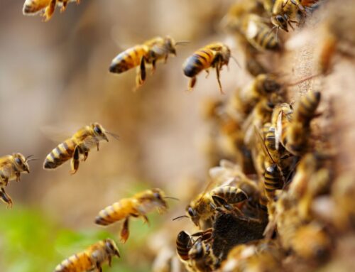 De eerste tekenen van het voorjaar